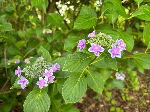 アジサイの小径／中央エリア2