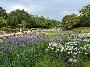 菖蒲園／中央エリア2
