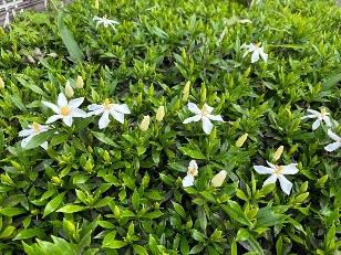 コクチナシの花4