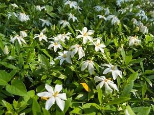 コクチナシの花2