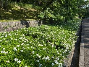 コクチナシの花1