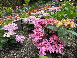 県民協同花壇のアジサイ2