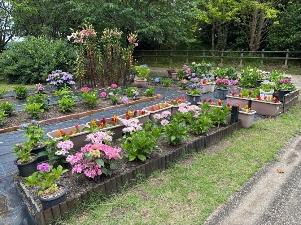 県民協同花壇のアジサイ1