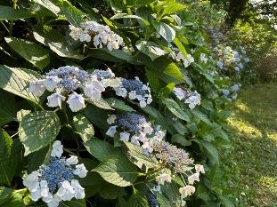 アジサイ3