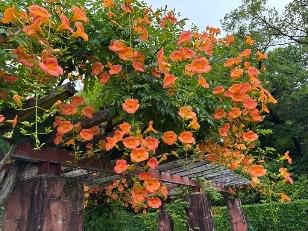 ノウゼンカズラ2