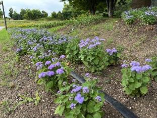 カフェレストラン前の花壇1