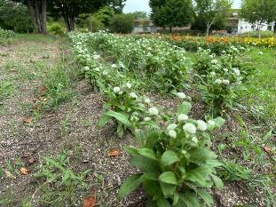 カフェレストラン前の花壇2