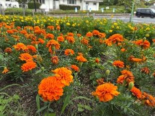 カフェレストラン前の花壇3