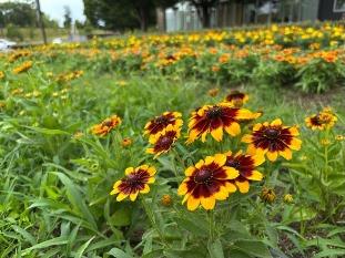 カフェレストラン前の花壇4