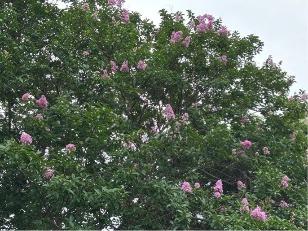 サルスベリの花5