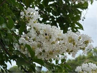 サルスベリの花6