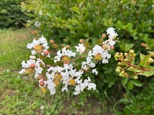 サルスベリの花4