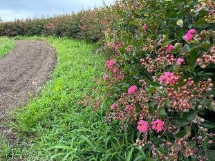 サルスベリの花3