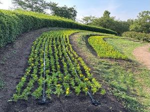 キバナコスモス2