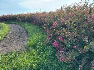 サルスベリの花1