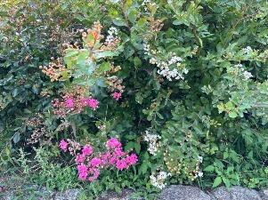 サルスベリの花2