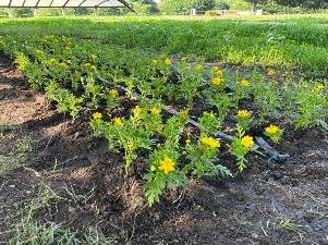 キバナコスモス1