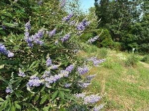 セイヨウニンジンボク1