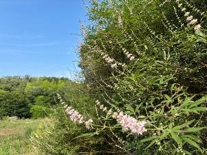 セイヨウニンジンボク2