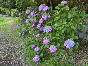 アジサイ1