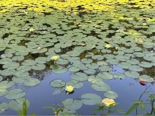 睡蓮の花1