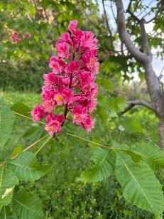 ベニバナトチノキ2