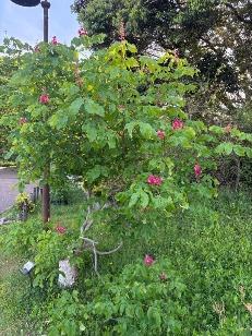 ベニバナトチノキ1