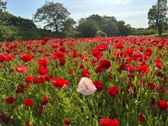 ポピー4