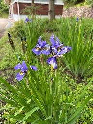アヤメ4