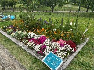 花壇の花の写真1