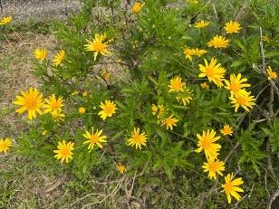 ユリオプスデージー2