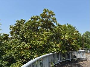 タイサンボクの花3