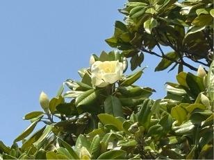 タイサンボクの花4