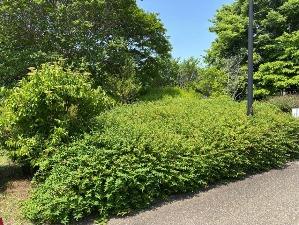 ヒペリカム・カリシナム1