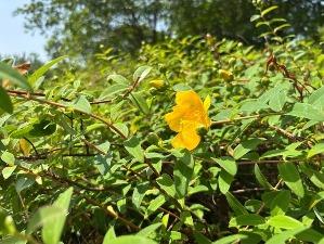 ヒペリカム・カリシナム2