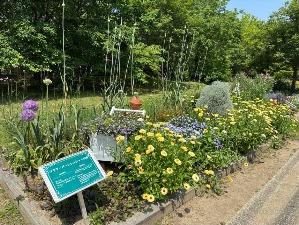 花壇の花2