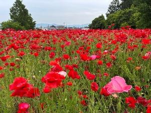 ポピー2