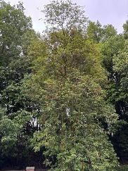 イペー・アマレロ1