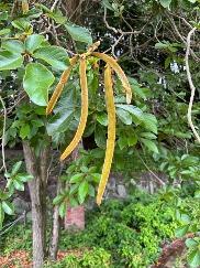 イペー・アマレロ2