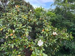 タイサンボクの花1