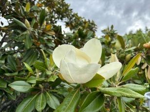タイサンボクの花2