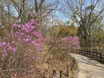 ミツバツツジの写真1