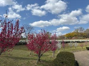 ハナモモの写真1