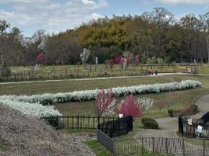 ハナモモの写真2