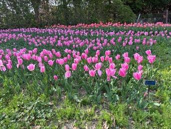 チューリップの写真4