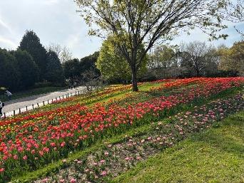 チューリップの写真3