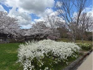 ユキヤナギの写真