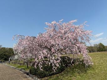 しだれ桜の写真1
