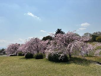 しだれ桜の写真2