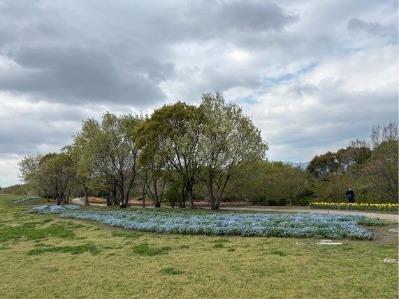 ネモフィラの写真3